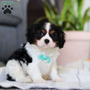 Jaylin, Cavalier King Charles Spaniel Puppy